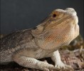 Bearded Dragon