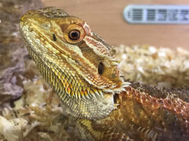 A close up of the head of a bearded dragon