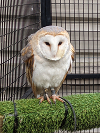 Falconer with a peregrine on his gloved hand