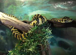 A large carpet python coiled around a branch