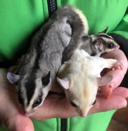 Three sugar gliders being held in two hands