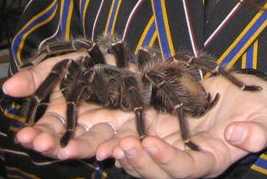 A goliath bird-eating tarantula held in two open hands