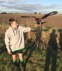 Visitor with a hawk landing on his gloved hand