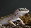 High Yellow Leopard Gecko