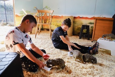 Two boys sitting on the floor feeding meerkats