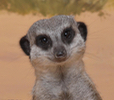 Meerkat