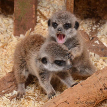 Two meerkat babies