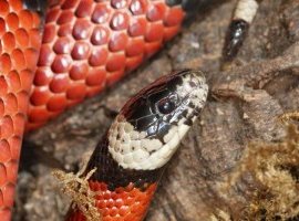A close up of our milk snake showing the head and tip of the tail