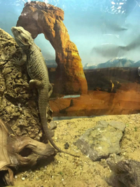 Lizard climbing a rock against a desert background