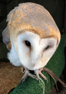 Looking down on the head of a perched barn owl