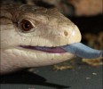 Blue Tongued Skink