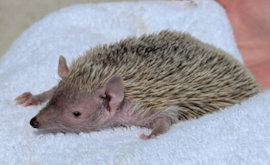 A small hedgehog like animal with large pink ears
            lying on a towel