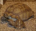 Tortoise